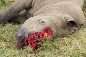 Naibor, after the poachers attacked. Photo by Phil Mathews