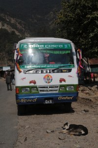Nepali stray dogs consider the road home. Why move? © Donatella Lorch