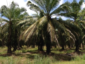 Palm oil plantations like this one line Malaysia's super highways for hundreds of miles. © Donatella Lorch