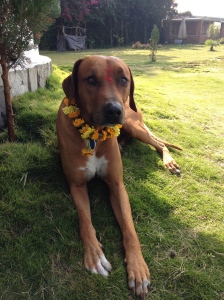 My dog, Biko, gets worshipped on Kukur Puja, and receives a garland, a Tikka and sweet rice cakes. © Donatella Lorch