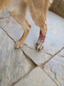 A dog is recovering after being run over by a motorcycle at Kate Clendon's "Community Dog Welfare, Kopan" ©Donatella Lorch