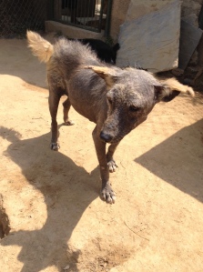 Jade has mange that has not responded to medical treatment. ©Donatella Lorch