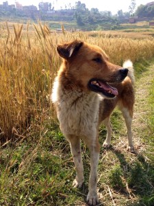 Mitho taking a rest on our run together © Donatella Lorch