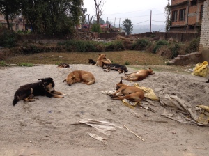 Stray dogs in mid-morning, sleeping during the daytime hours. ©Donatella Lorch