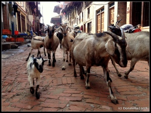 Kathmandu Valley streets are a free range for all animals of all sizes.