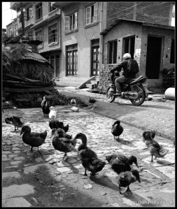 Ubiquitous ducks in certain neighborhoods can make driving tricky. © Donatella Lorch