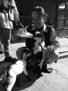 Feeding baby goats. © Donatella Lorch