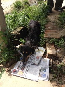 Raksi was lying in a ditch whimpering and unable to move. ©Donatella Lorch