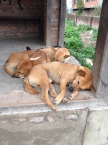 Kathmandu's 20,000 stray dog are an integer; part of the city ©Donatella Lorch