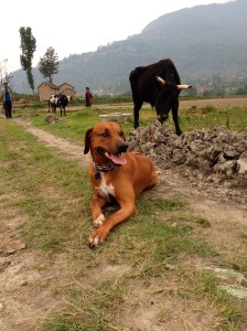 Biko on a warm day. ©Donatella Lorch