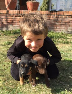 My son, Lucas, with two of Kali's nine puppies. ©Donatella Lorch