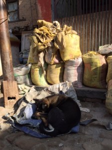 A stray dog sleeping off the winter chill in the Kathmandu Valley. ©Donatella Lorch
