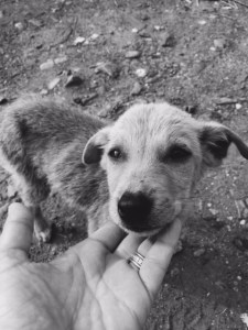 More than 50 percent of stray dog puppies do not survive past their  first six months. ©Donatella Lorch